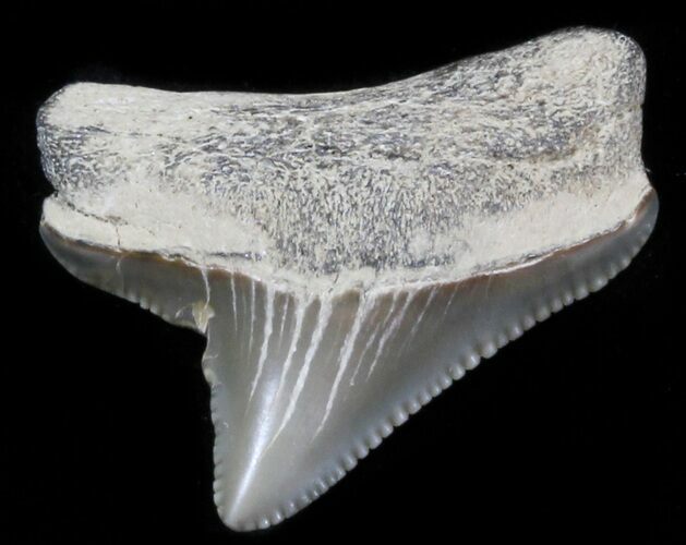 Bargain Juvenile Megalodon Tooth - Maryland #30113